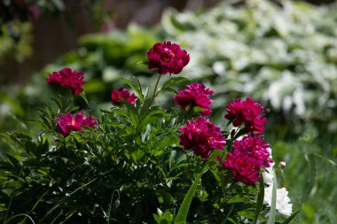 Avrupa şakayığı ya da yaygın şakayık (Paeonia officinalis) koyu renkte