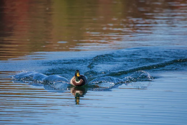 Erkek Yaban Ördeği Anas Platyrhynchos Sonbahar Yeşillik Renklerinde Bir Gölün — Stok fotoğraf