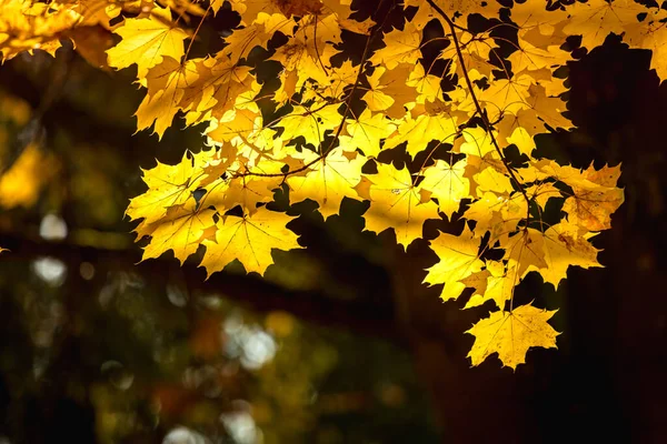 Beautiful autumn image with yellow trees and sunny sky. Colorful foliage in the park. Yellow leaves natural background