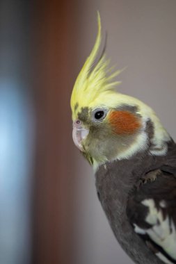 Cockatiel (Nymphicus hollandicus), gri ve sarı renkli bir papağan.