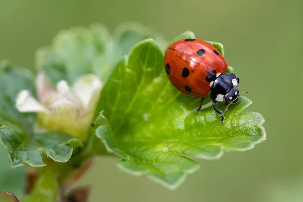 Ladybird Sete Lugares Coccinella Septempunctata Uma Folha — Fotografia de Stock