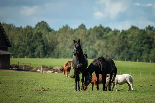 Trois Poneys Deux Chevaux Dans Pâturage Courir Librement — Photo