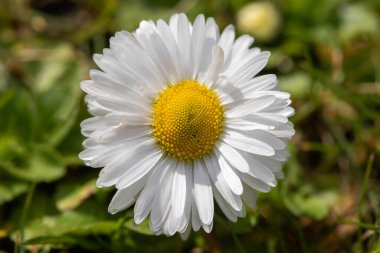 İngiliz Daisy (Bellis perennis) bahar çayırında yakın plan