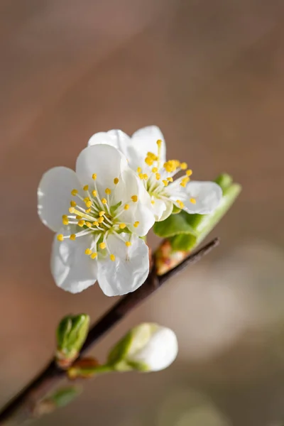 Plum Prunus Flowers Spring Orchard Closeup Blooming Tree — Stock Photo, Image