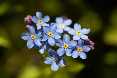 Bahar bahçesinde Unutulmayan Alan (Myosotis arvensis)