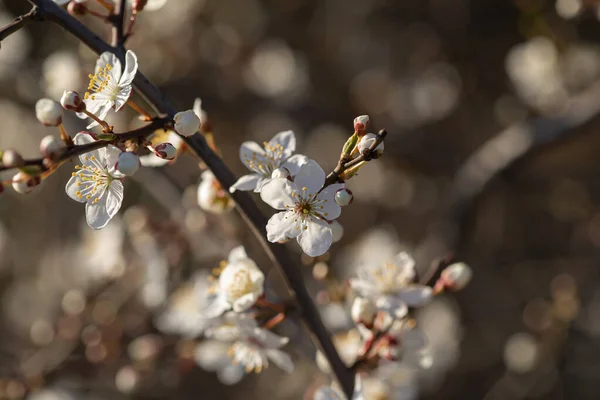 Mirabelle Plum Mirabelle Prune Cherry Plum Prunus Domestica Subsp Syriaca — Stock Photo, Image