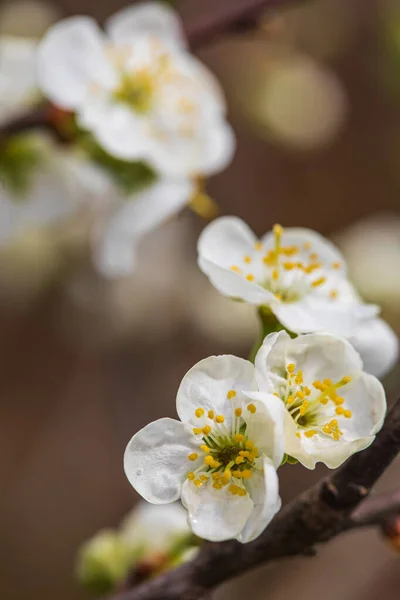 Plum Prunus Flowers Spring Orchard Closeup Blooming Tree — Stock Photo, Image