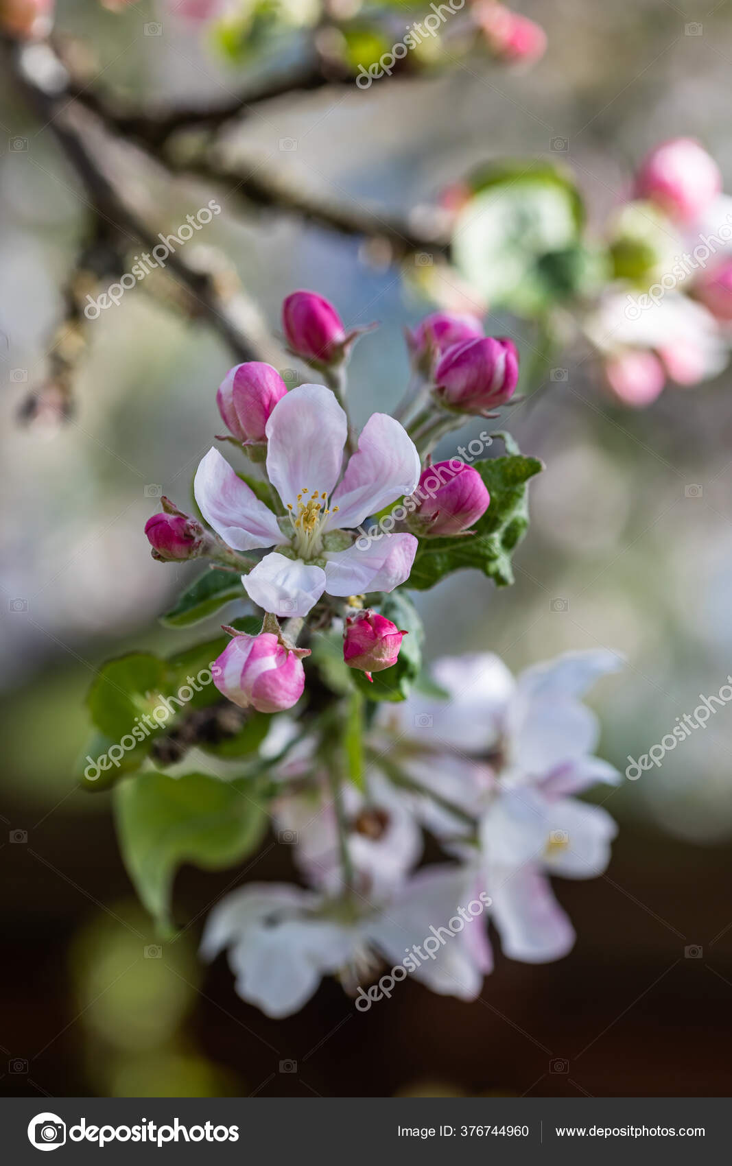 苹果树Malus Domestica 在春天开花——图库图片© Birute #376744960, image size:1067x1700
