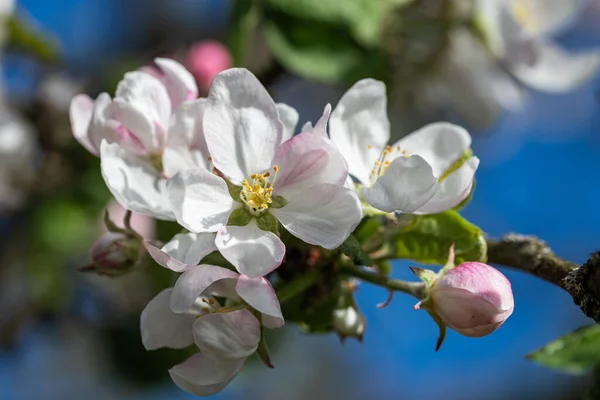 Manzano Malus Domestica Florece Primavera —  Fotos de Stock