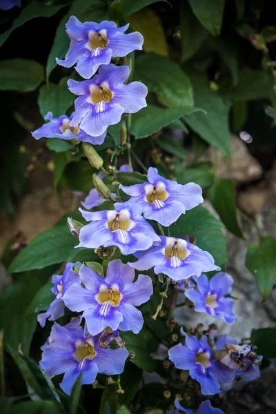Blue Thunbergia Thunbergia Grandiflora Evergreen Vine — Stock Photo, Image
