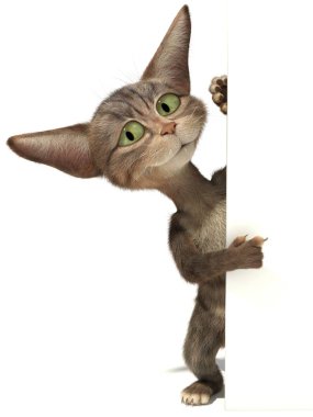 Boş duvarda pençe ile Kedi noktaları