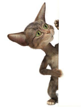 Boş işaret dışarı bakmak yavru kedi 