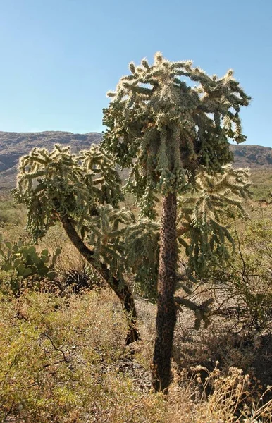 Cactus de cólera de frutas de cadena —  Fotos de Stock