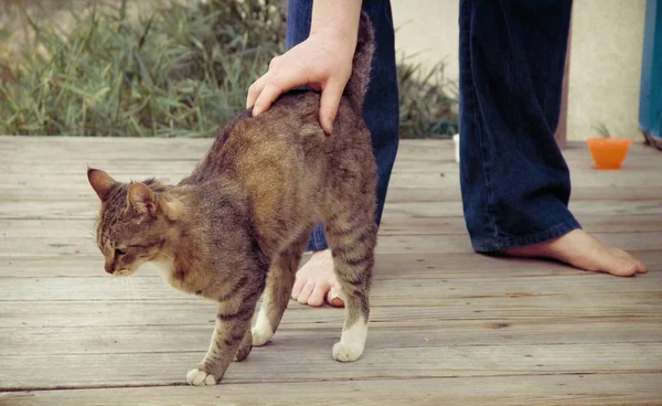 Gato amigável e pessoa descalça — Fotografia de Stock