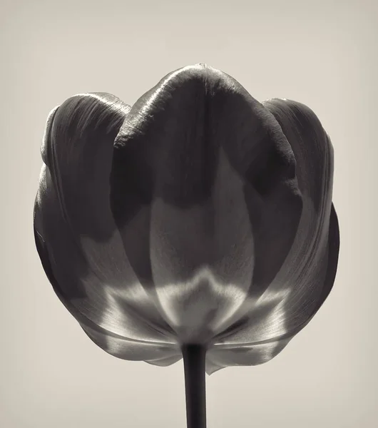 Angle héroïque d'une tulipe — Photo