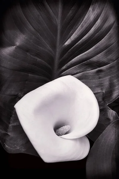 Dramatic lighting calla lily — Stock Photo, Image