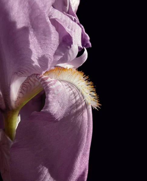 Éclairage dramatique sur un iris — Photo