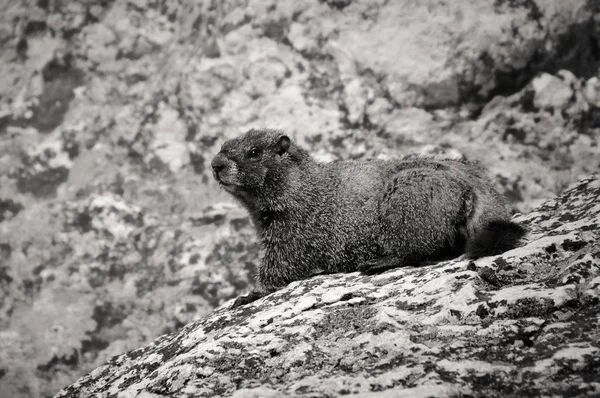 Hoary Marmot en las Rocosas — Foto de Stock
