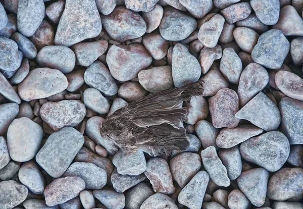 Konzept des Überlebens oder Scheiterns — Stockfoto