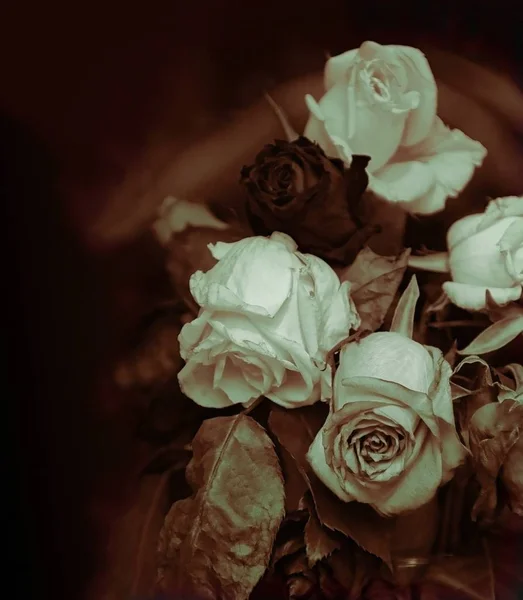 Roses fanées comme un memento mori, tons sombres — Photo