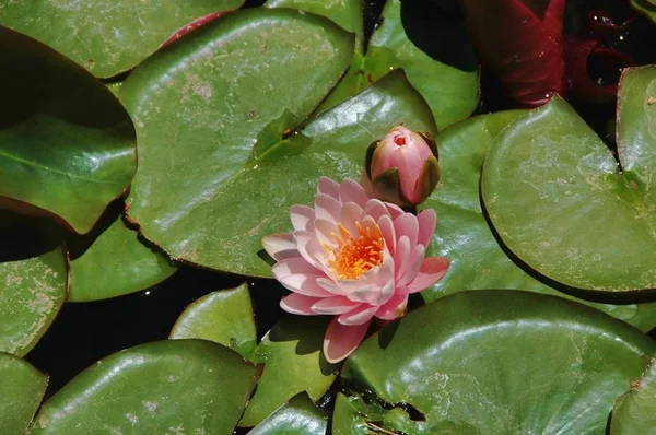 Water lilies in bloom — Stock Photo, Image
