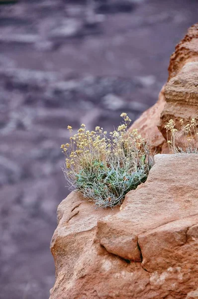 Brittlebush Agarra Penhasco Acidentado Deserto Arizona — Fotografia de Stock