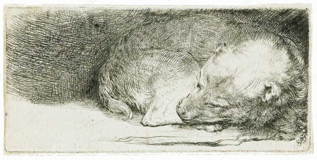 Sleeping Puppy.  Etching by Rembrandt van Rijn, ca. 1640