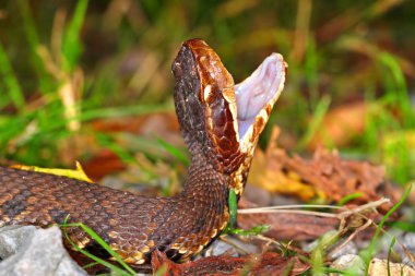 Venomous Water Moccasin Snake clipart
