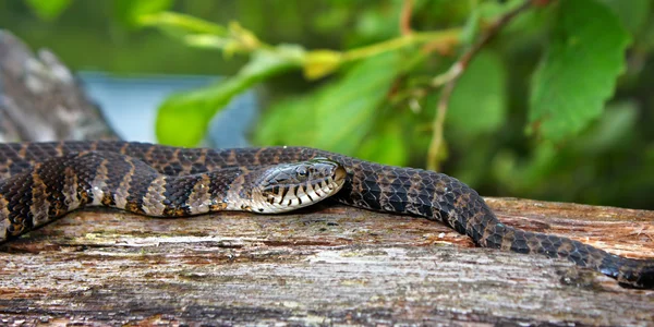 Wisconsin Vida silvestre Serpiente de agua del norte —  Fotos de Stock