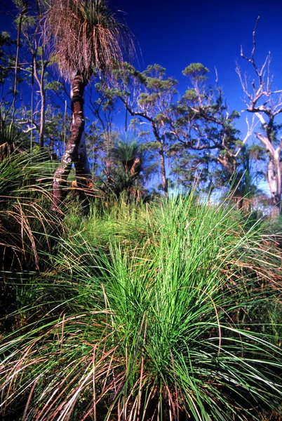 Mount Archer National Park Australia — Stock Photo, Image