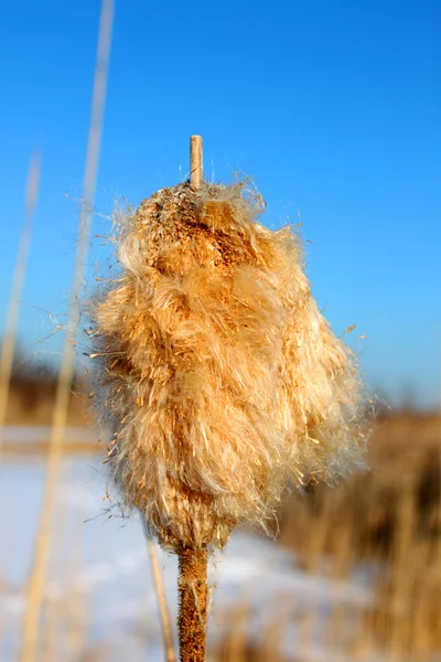 Cattail Fluff Seeds — Stock Photo, Image