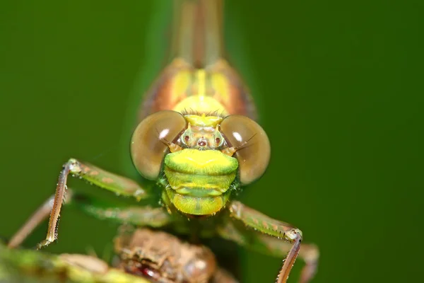 Macro dos olhos da libélula — Fotografia de Stock