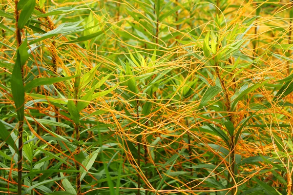 Planta de pradaria de Illinois Dodder — Fotografia de Stock