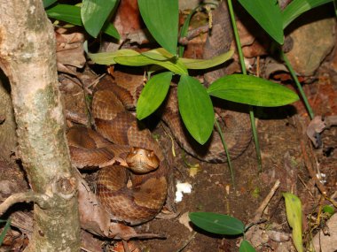 Copperhead Snake Alabama Wildlife clipart