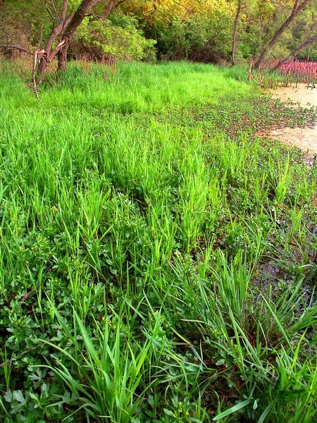 Kettle Moraine State Forest Wetland — Stockfoto