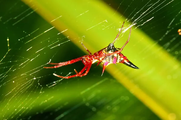Arrowshaped Micrathena Spider (Micrathena sagittata) — Stock Photo, Image