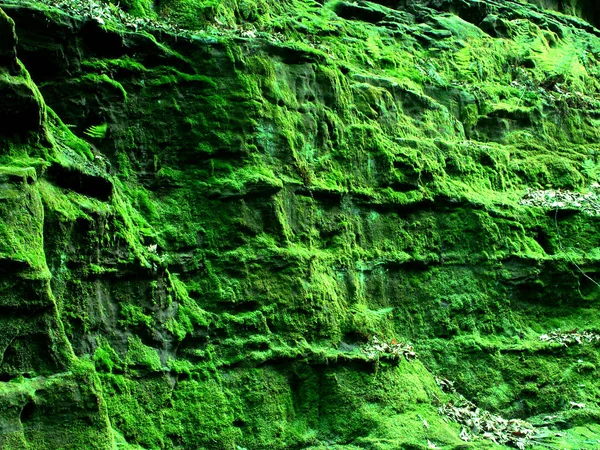 Zöld moha Canyon Wisconsin — Stock Fotó