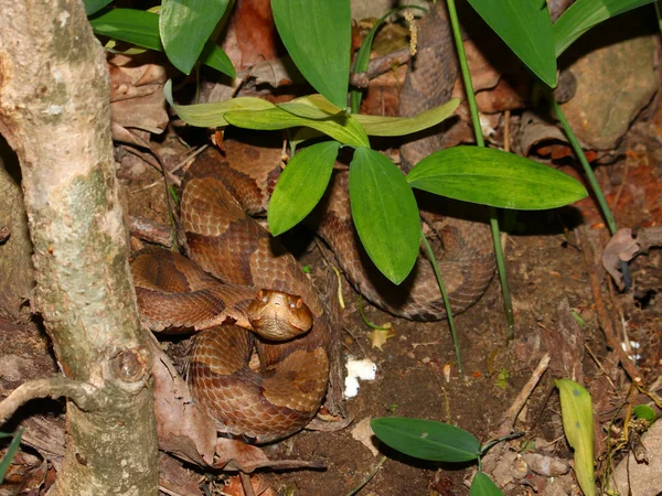 Copperhead Snake Alabama Wildlife — Stock Photo, Image