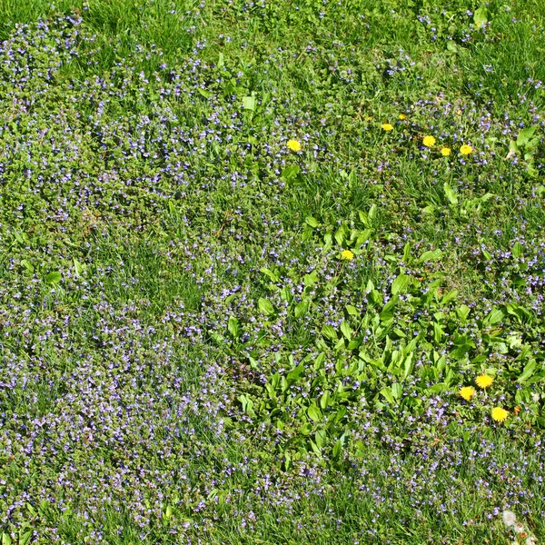 Reidential Lawn and Dandelions — Stock Photo, Image