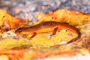 Doğu Newt Illinois yaban hayatı