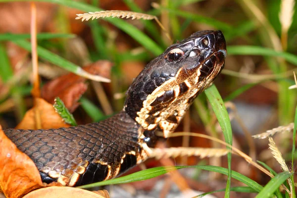 Cobra venenosa de Cottonmouth — Fotografia de Stock