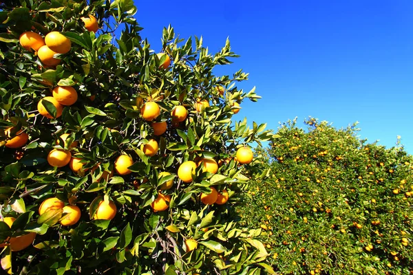 Fondo de Orange Grove de Florida —  Fotos de Stock