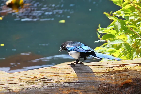 Siyah gagalı Magpie (pica hudsonia) — Stok fotoğraf