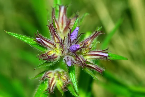 Duniga Phlox blommande Illinois — Stockfoto