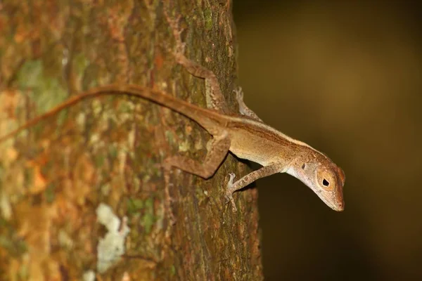 Anole jaszczurki Dziewicze wyspy lasu — Zdjęcie stockowe