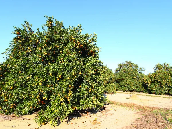 Florida orange produktion — Stockfoto