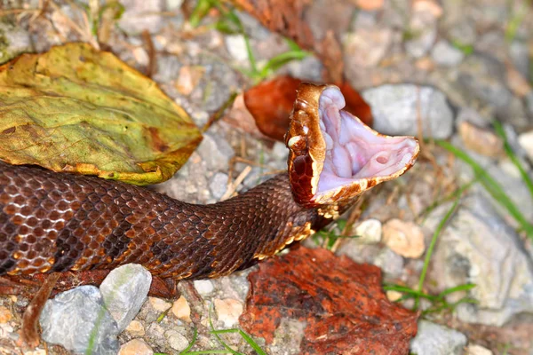 Serpent de Cottonmouth Illinois du Sud — Photo
