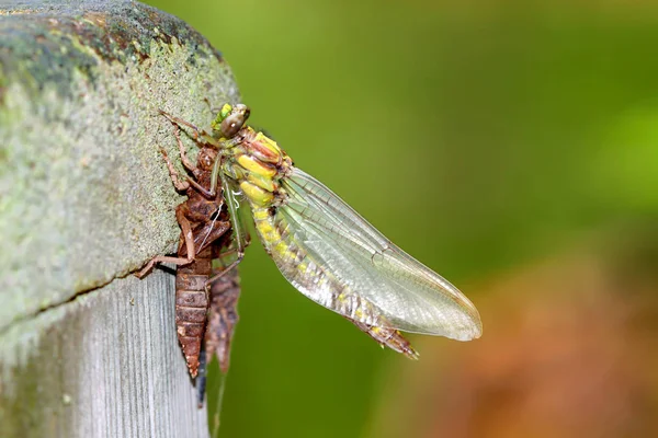 Dragonfly nymfa vznik Wisconsin — Stock fotografie