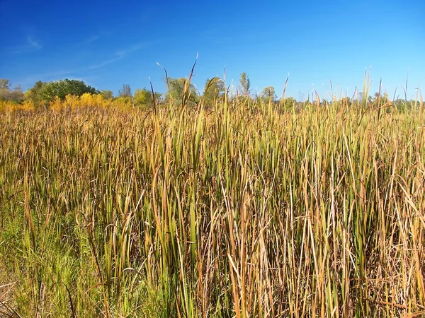 Wisconsin Cattail Marsh Landscape — Stock Photo, Image