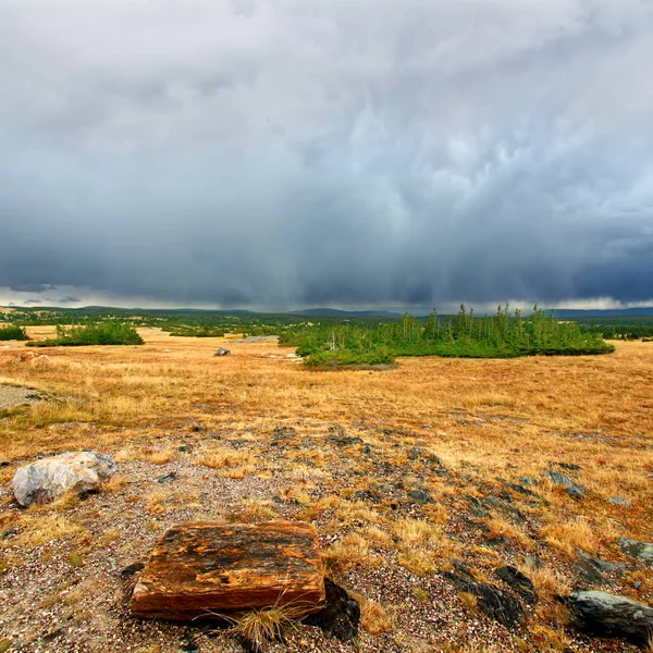 Medicine Bow National Forest Snowy Pass — Stock Photo, Image